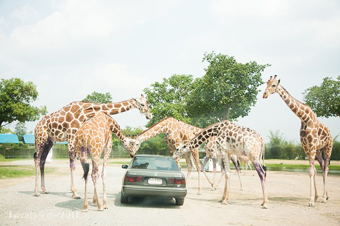 Жирафы окружили машину