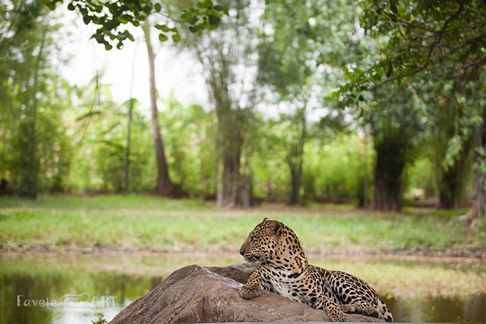 Леопард на отдыхе