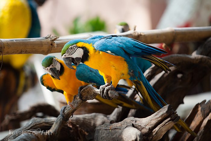 Разноцветные попугаи в сафари-парке Канчанабури 
