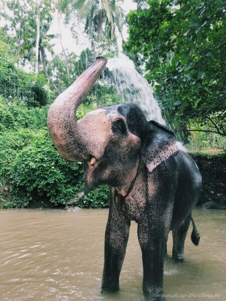 Слон в воде